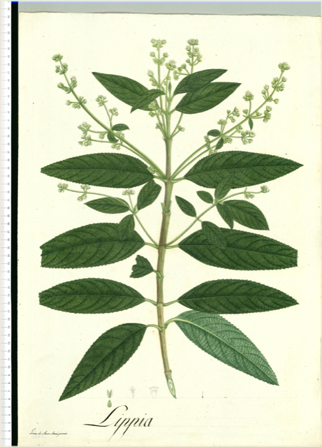 Ilustración botánica de Lippia alba