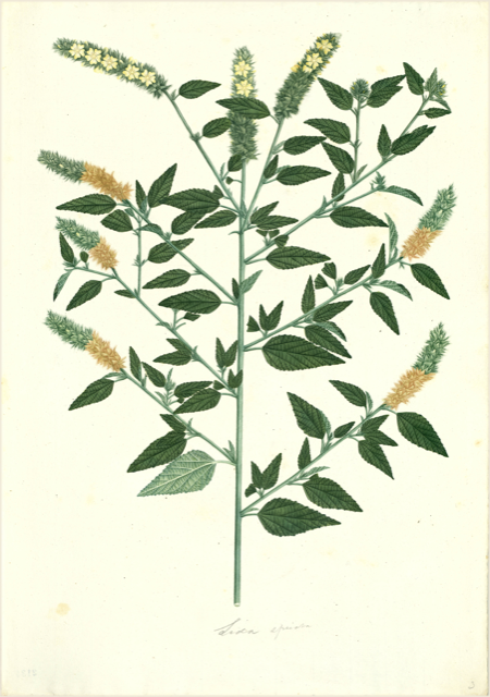 Ilustración botánica de Lippia dulcis