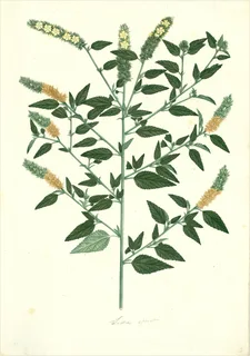 Ilustración botánica de Orozuz