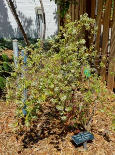 Ilustración botánica de Orégano mexicano