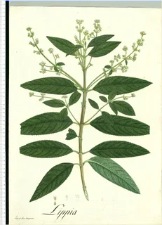 Ilustración botánica de Orégano de monte