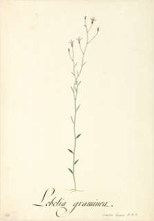 Ilustración botánica de Lobelia assurgens