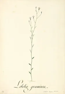 Ilustración botánica de Lobelia assurgens