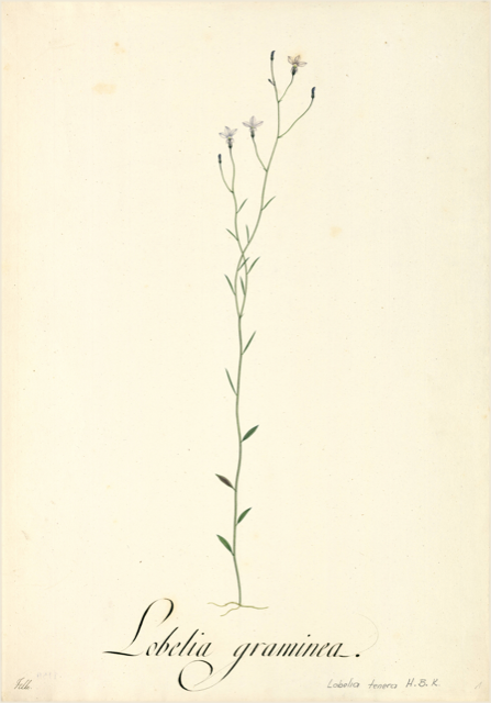 Ilustración botánica de Lobelia inflata