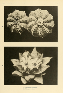 Ilustración botánica de Peyote