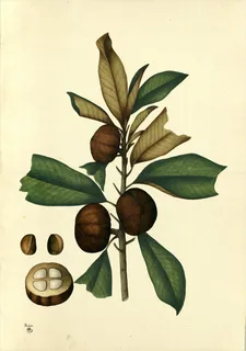 Ilustración botánica de Lúcuma