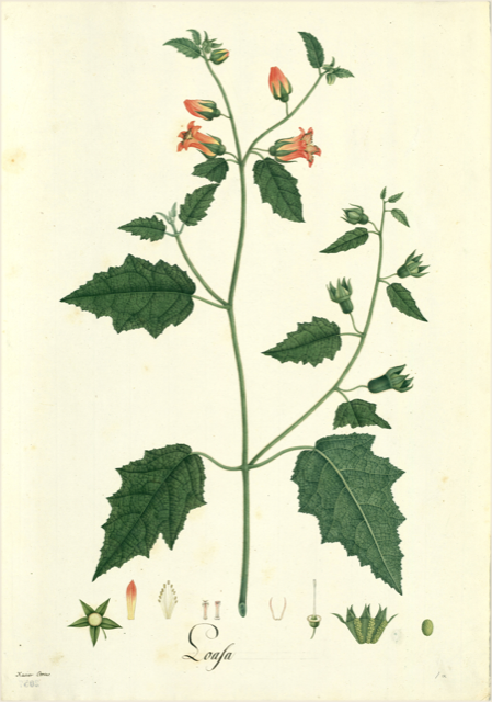 Ilustración botánica de Luffa operculata