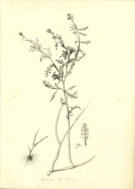 Ilustración botánica de Lepidium meyenii