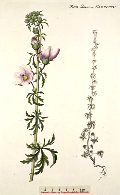 Ilustración botánica de Malva moschata