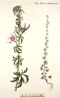 Malva