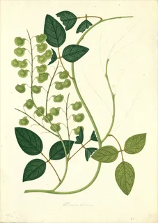 Ilustración botánica de Manayupa