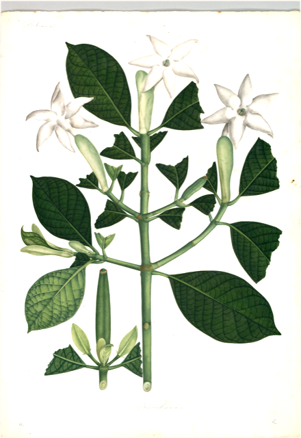 Ilustración botánica de Mandevilla velutina