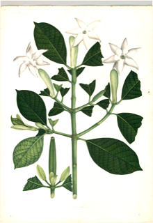 Veludo