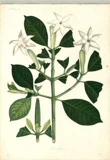 Ilustración botánica de Veludo