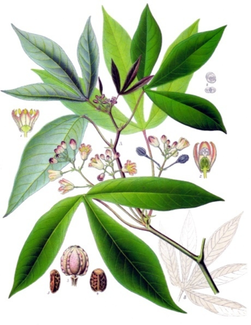 Ilustración botánica de Manihot esculenta