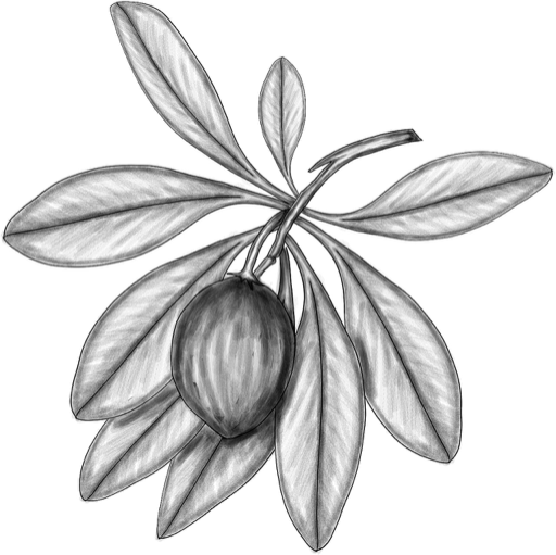 Ilustración botánica de Manilkara zapota