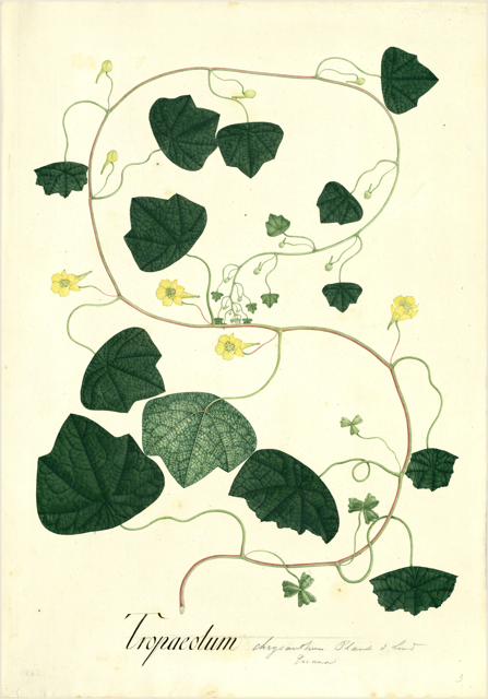Ilustración botánica de Tropaeolum tuberosum
