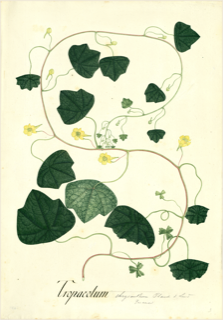 Ilustración botánica de Mashua
