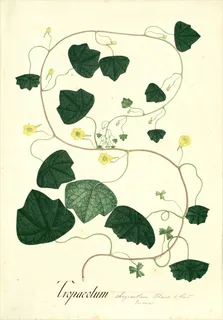 Ilustración botánica de Mashua