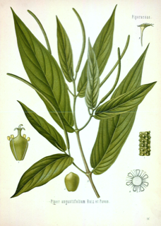 Matico