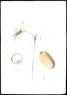 Aguaje