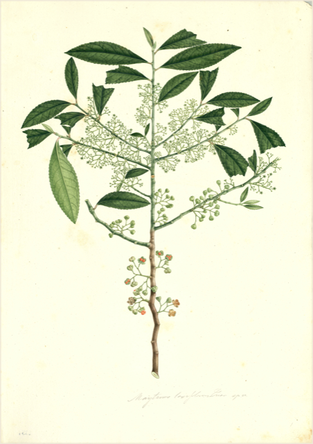 Ilustración botánica de Maytenus macrocarpa