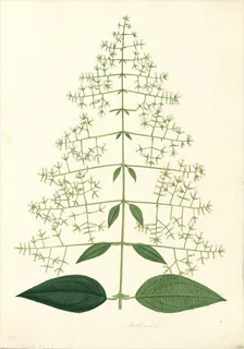 Ilustración botánica de Melastoma aspera