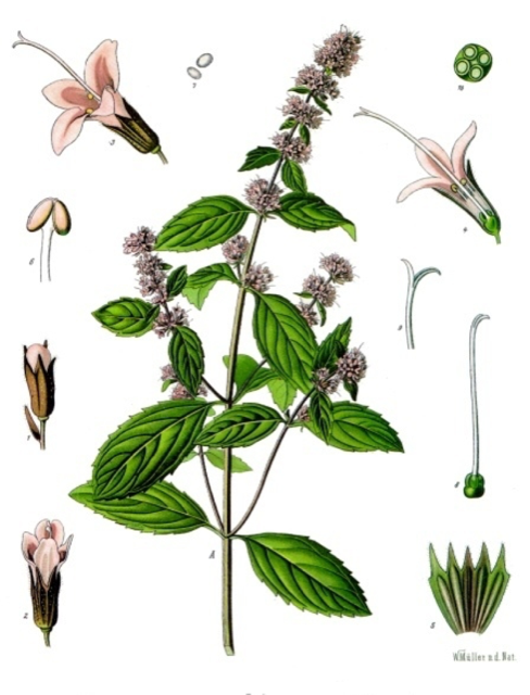 Ilustración botánica de Mentha piperita