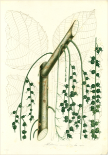 Ilustración botánica de Miconia theaezans
