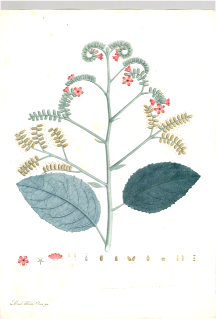 Ilustración botánica de Mikania cordifolia