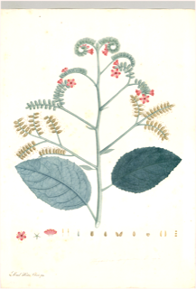 Ilustración botánica de Guaco