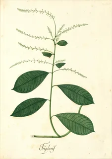 Ilustración botánica de Guaco