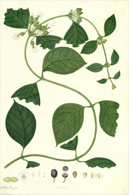 Ilustración botánica de Mikania laevigata