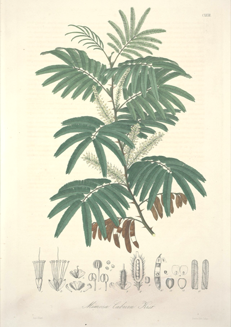 Ilustración botánica de Mimosa tenuiflora