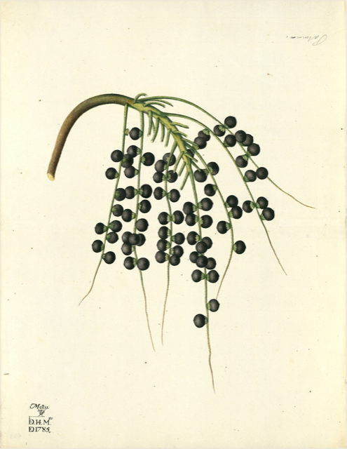 Ilustración botánica de Schinus molle