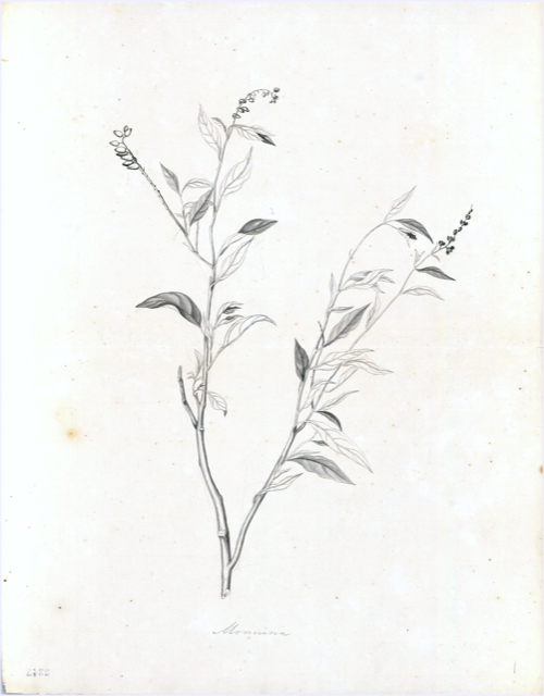 Ilustración botánica de Monnina obtusifolia