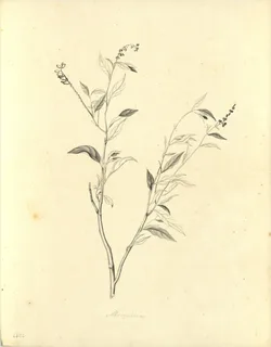 Ilustración botánica de Monnina salicifolia