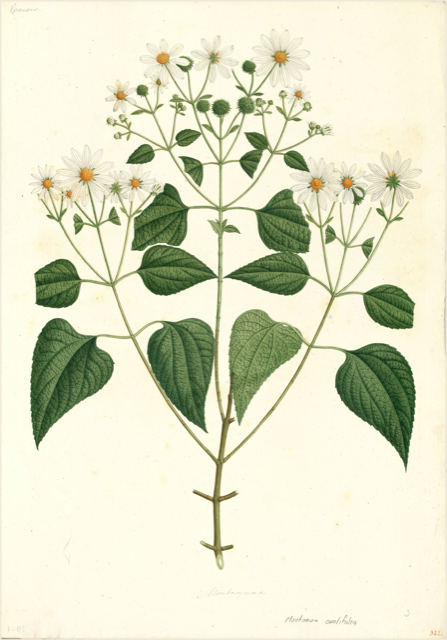 Ilustración botánica de Montanoa tomentosa