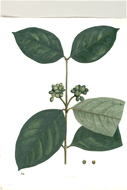 Ilustración botánica de Morinda royoc