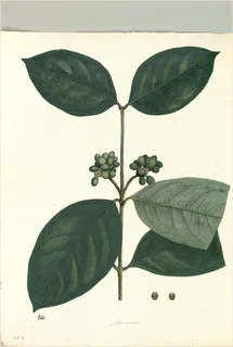 Ilustración botánica de Piñipiní