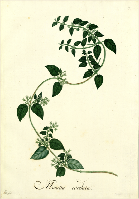 Ilustración botánica de Muehlenbeckia volcanica