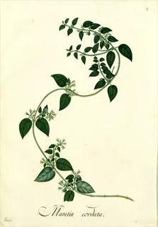 Ilustración botánica de Mullaca