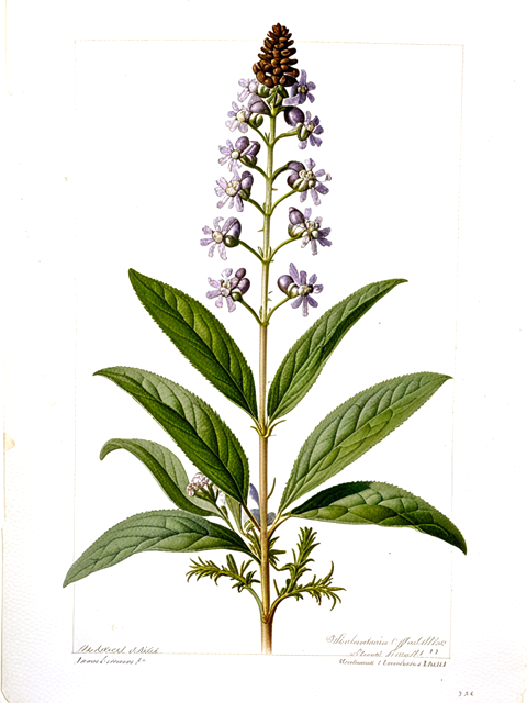 Ilustración botánica de Minthostachys mollis