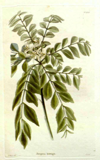 Murraya koenigii