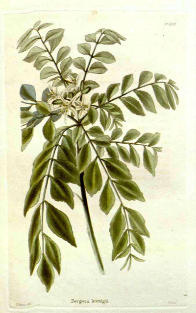 Ilustración botánica de Murraya paniculata