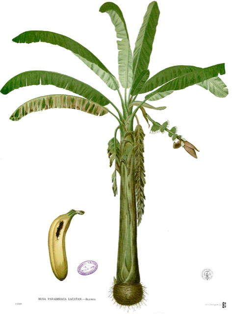Ilustración botánica de Musa paradisiaca