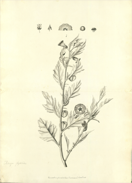 Ilustración botánica de Nicandra physalodes