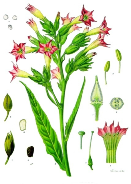 Ilustración botánica de Nicotiana tabacum