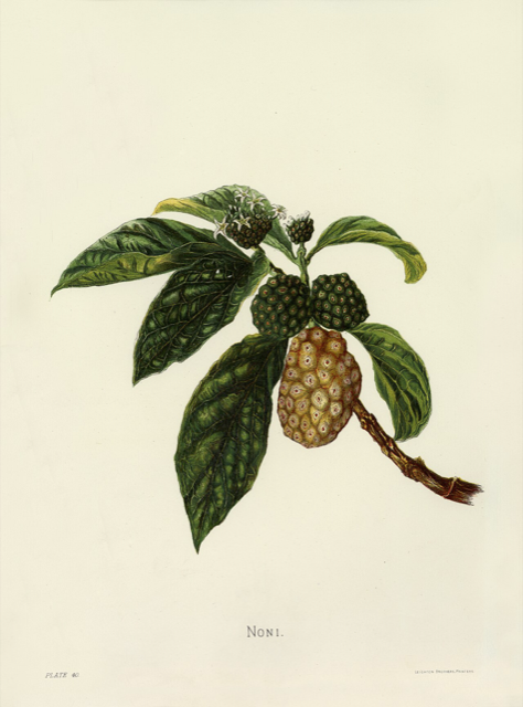 Ilustración botánica de Morinda citrifolia