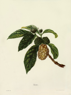 Ilustración de Noni